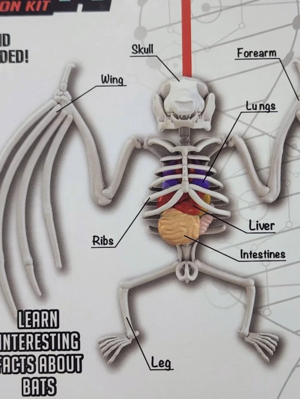 NEW Dissect-it Synthetic Lab Dissection Toy STEM KIT CRAFT Project Bat Biology A